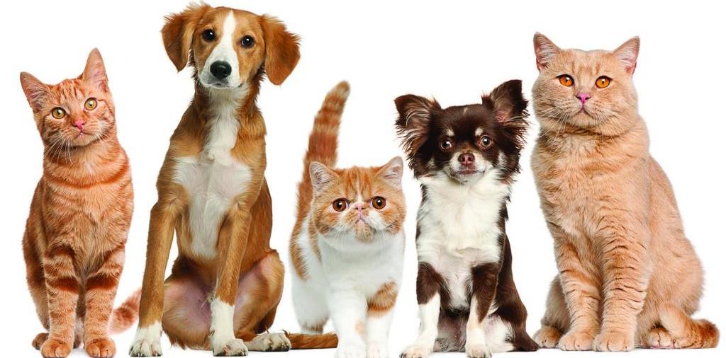 Доска объявлений о животных | ЗооТом - продажа, вязка и услуги для животных в Троицке