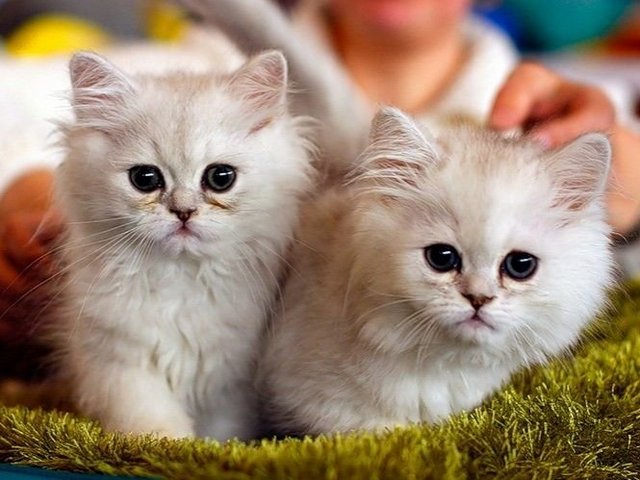 Породы кошек в Троицке | ЗооТом портал о животных