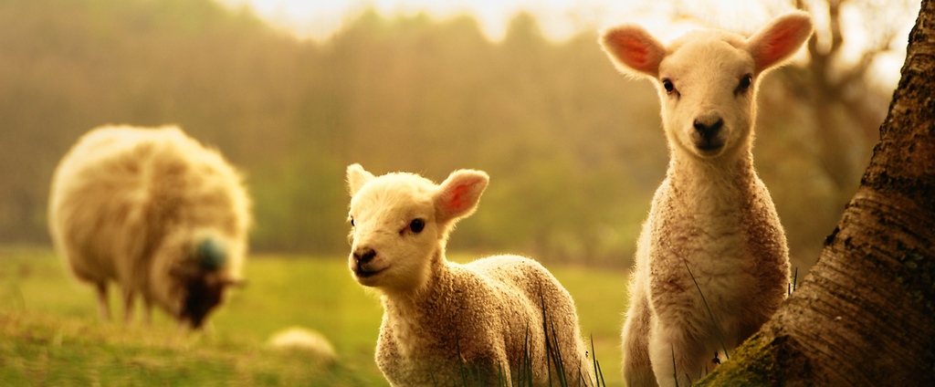 Объявления о сельскохозяйственных животных | ЗооТом - продажа, вязка и услуги для животных в Троицке