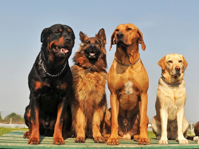 Крупные породы собак в Троицке | ЗооТом портал о животных