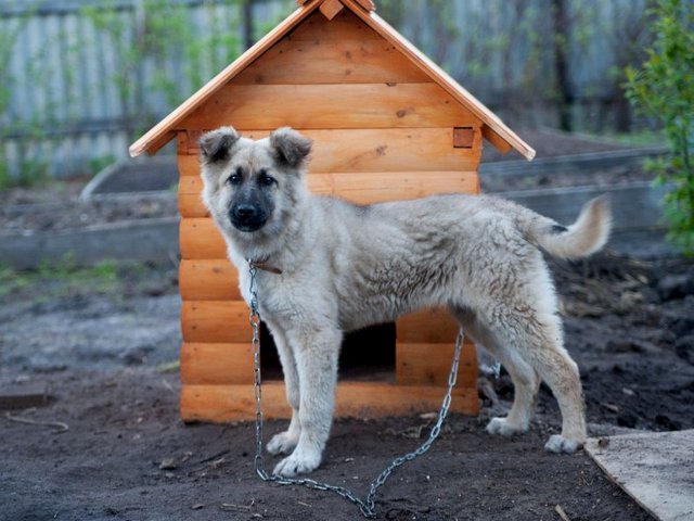 Все о собаках в Троицке